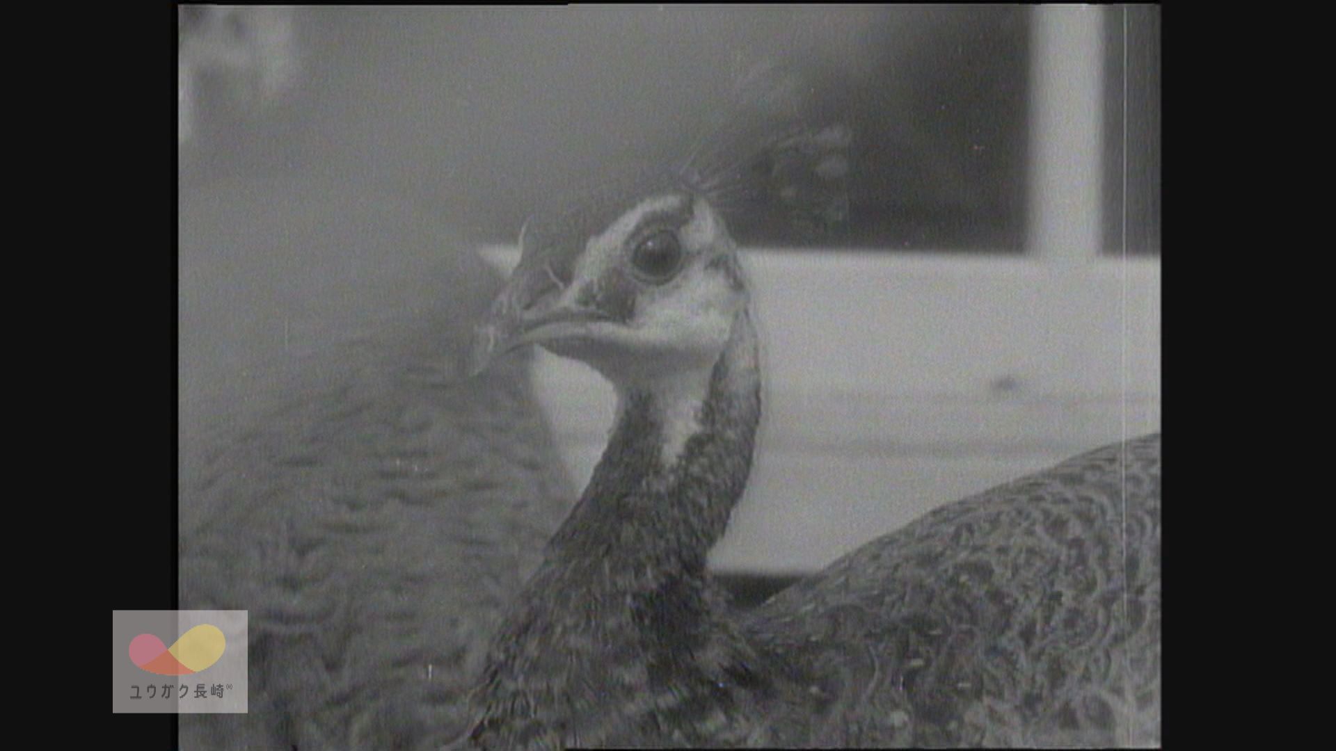 川棚・大崎自然公園「くじゃく園」オープン！　イメージ